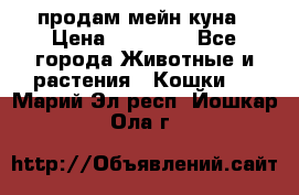 продам мейн куна › Цена ­ 15 000 - Все города Животные и растения » Кошки   . Марий Эл респ.,Йошкар-Ола г.